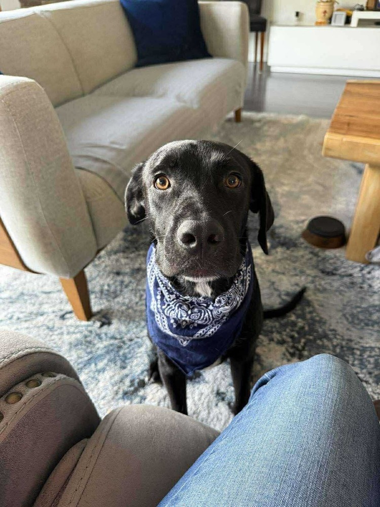 Blue, an adoptable Labrador Retriever in Halifax, NS, B3J 3A5 | Photo Image 1