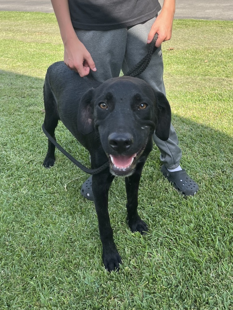Blue, an adoptable Labrador Retriever in Halifax, NS, B3J 3A5 | Photo Image 2