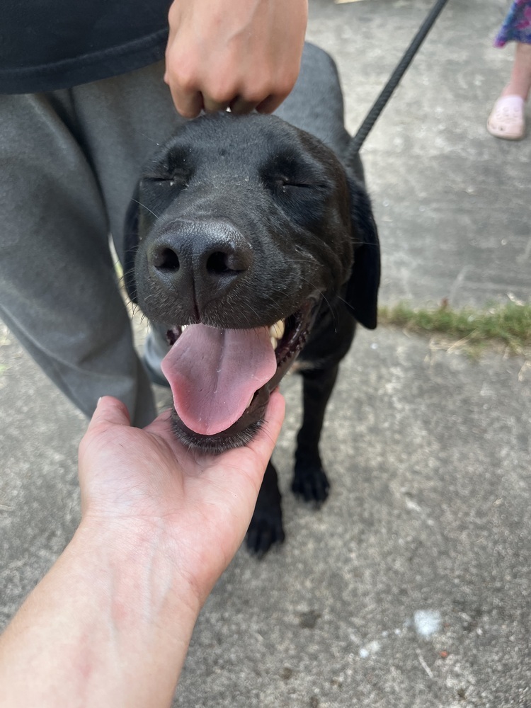 Blue, an adoptable Labrador Retriever in Halifax, NS, B3J 3A5 | Photo Image 3