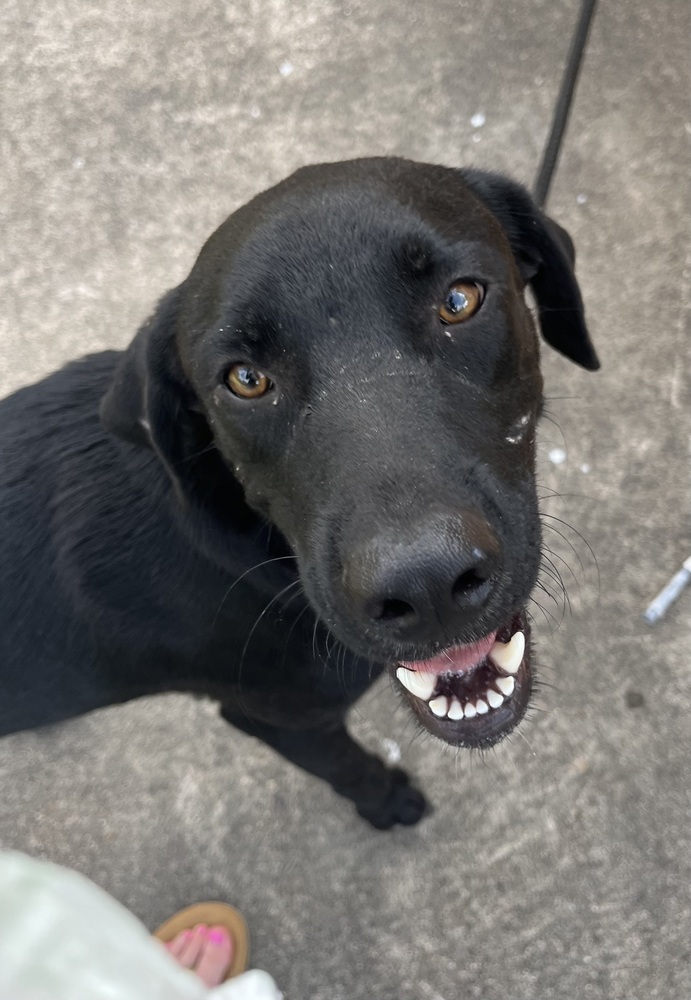 Blue, an adoptable Labrador Retriever in Halifax, NS, B3J 3A5 | Photo Image 4