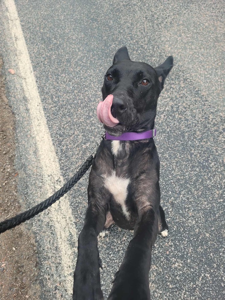 Silk #A137655, an adoptable Shepherd in Tatamagouche, NS, B0K 1V0 | Photo Image 1