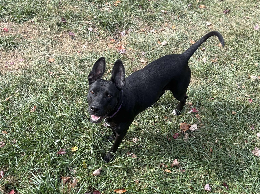 Silk #A137655, an adoptable Shepherd in Tatamagouche, NS, B0K 1V0 | Photo Image 2