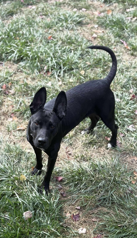 Silk #A137655, an adoptable Shepherd in Tatamagouche, NS, B0K 1V0 | Photo Image 3