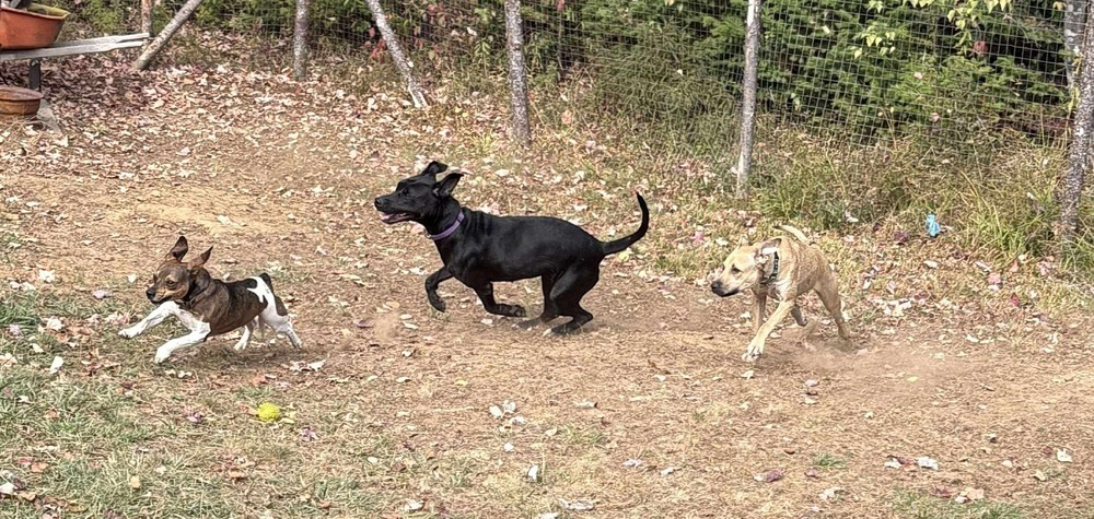 Silk #A137655, an adoptable Shepherd in Tatamagouche, NS, B0K 1V0 | Photo Image 4