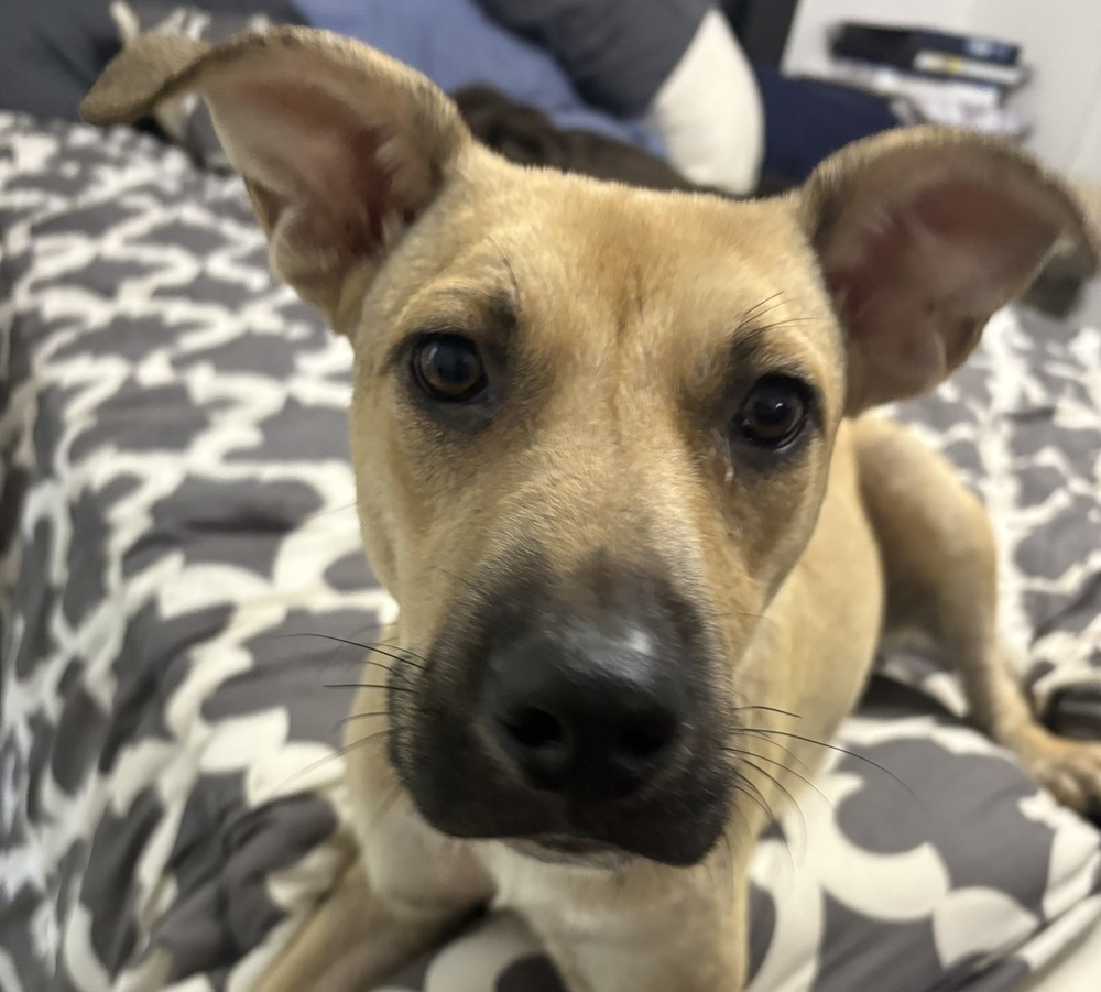 Tina #A137912, an adoptable Black Mouth Cur in Halifax, NS, B3J 3A5 | Photo Image 1