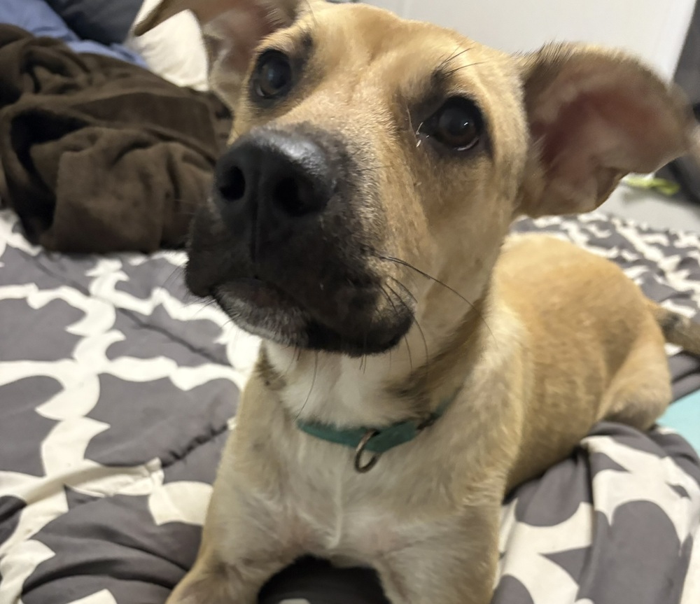 Tina #A137912, an adoptable Black Mouth Cur in Halifax, NS, B3J 3A5 | Photo Image 2