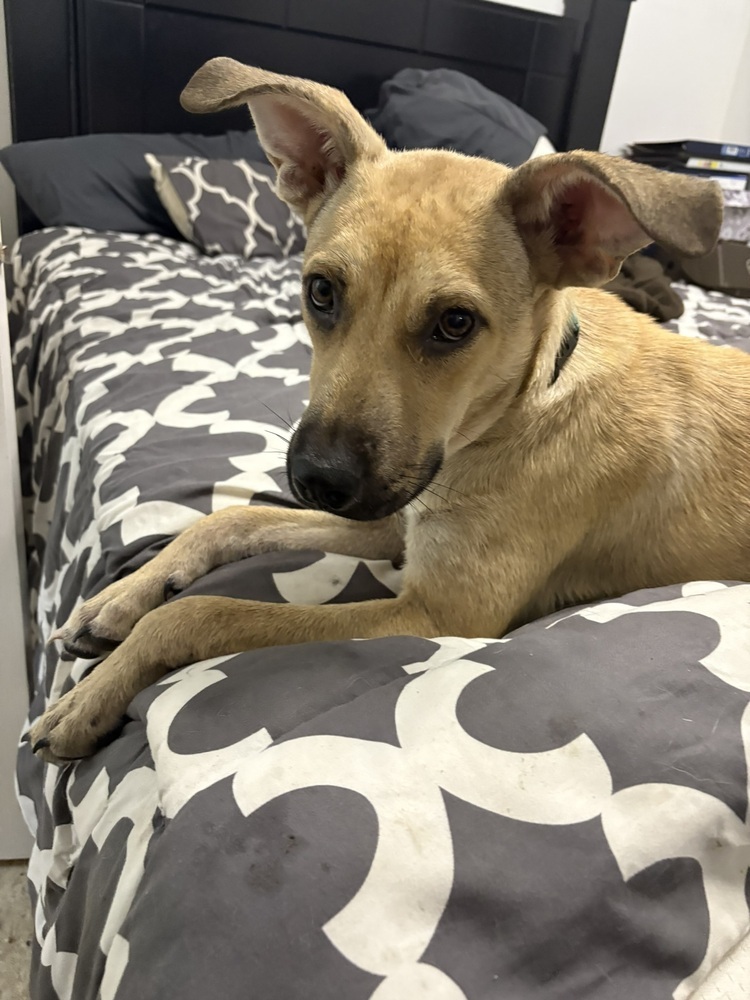 Tina #A137912, an adoptable Black Mouth Cur in Halifax, NS, B3J 3A5 | Photo Image 4