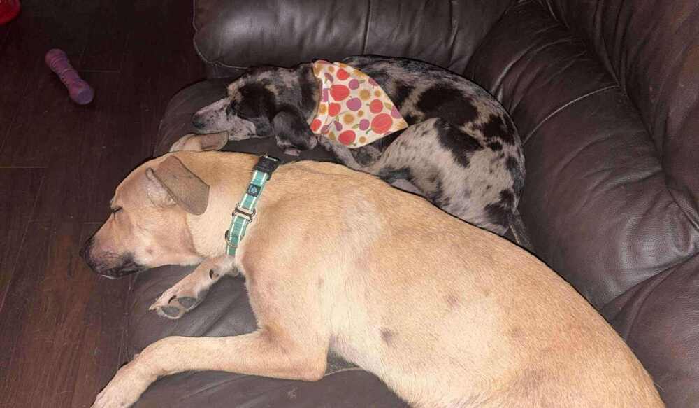 Tina #A137912, an adoptable Black Mouth Cur in Halifax, NS, B3J 3A5 | Photo Image 5