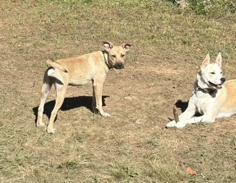 Tina #A137912, an adoptable Black Mouth Cur in Halifax, NS, B3J 3A5 | Photo Image 6