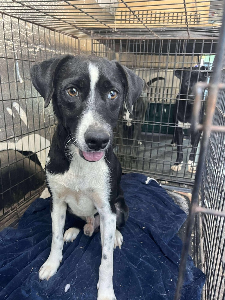 Amos - BAC-A-137705, an adoptable Australian Shepherd in Halifax, NS, B3J 3A5 | Photo Image 1
