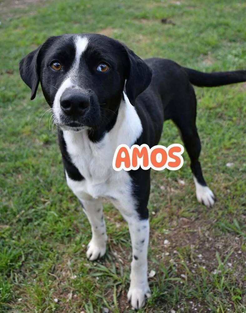 Amos - BAC-A-137705, an adoptable Australian Shepherd in Halifax, NS, B3J 3A5 | Photo Image 2