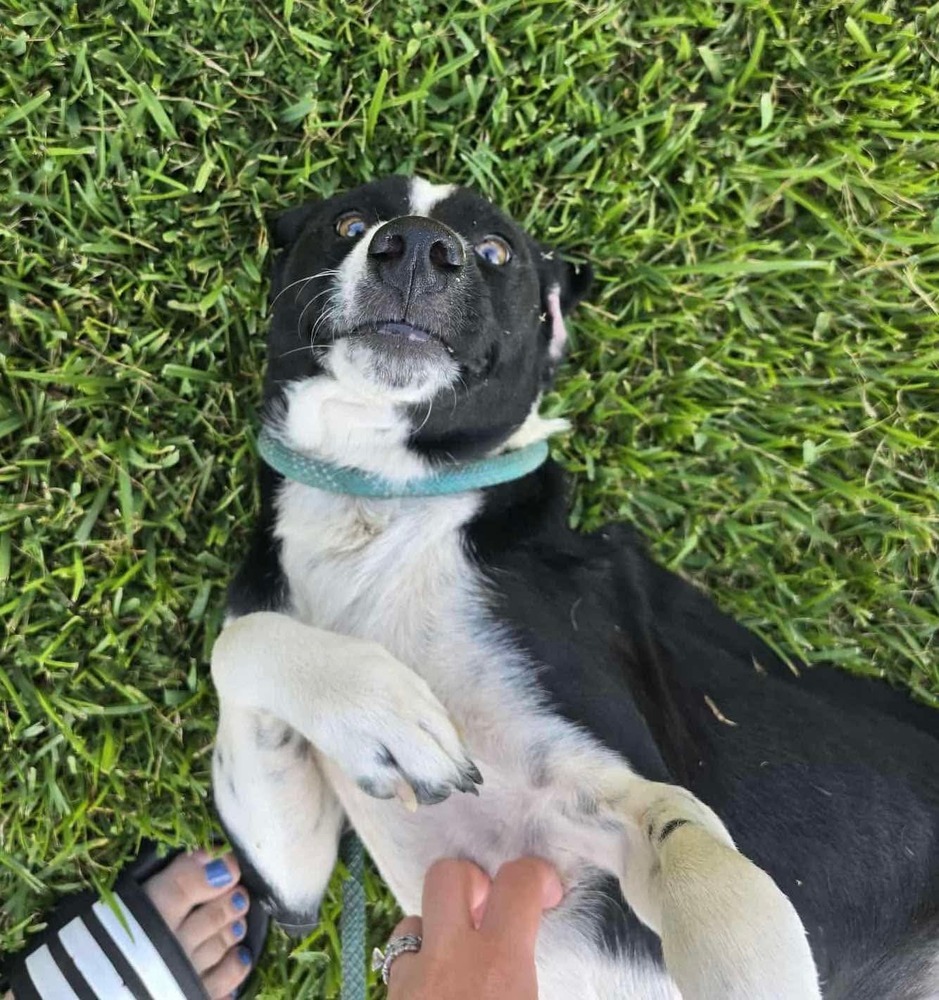 Amos - BAC-A-137705, an adoptable Australian Shepherd in Halifax, NS, B3J 3A5 | Photo Image 3