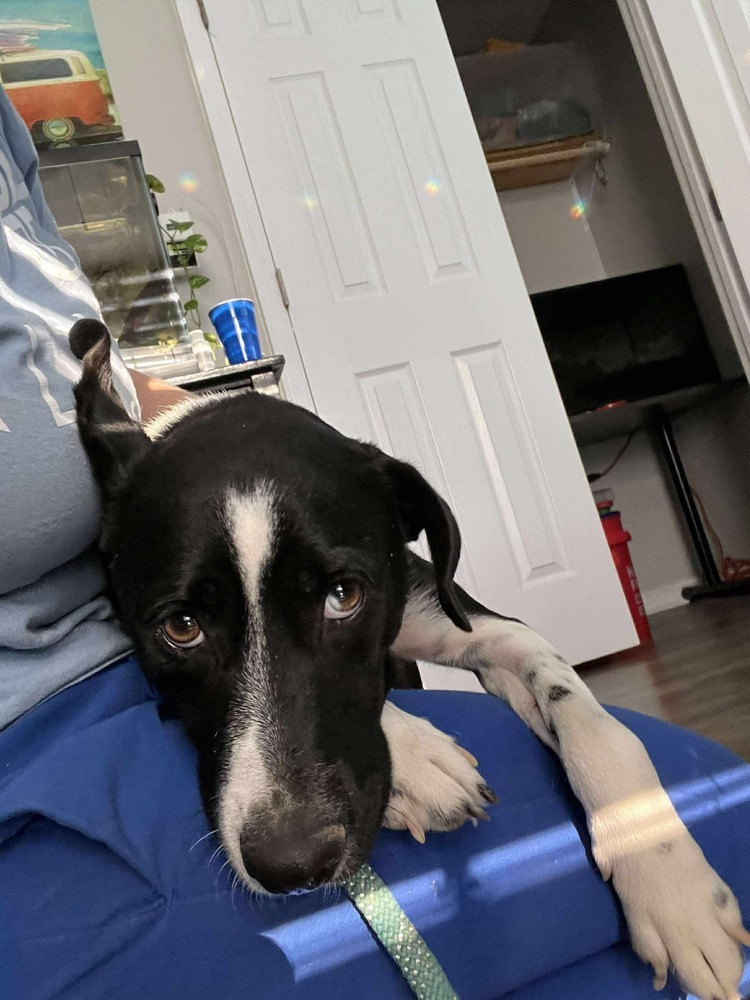 Amos - BAC-A-137705, an adoptable Australian Shepherd in Halifax, NS, B3J 3A5 | Photo Image 4