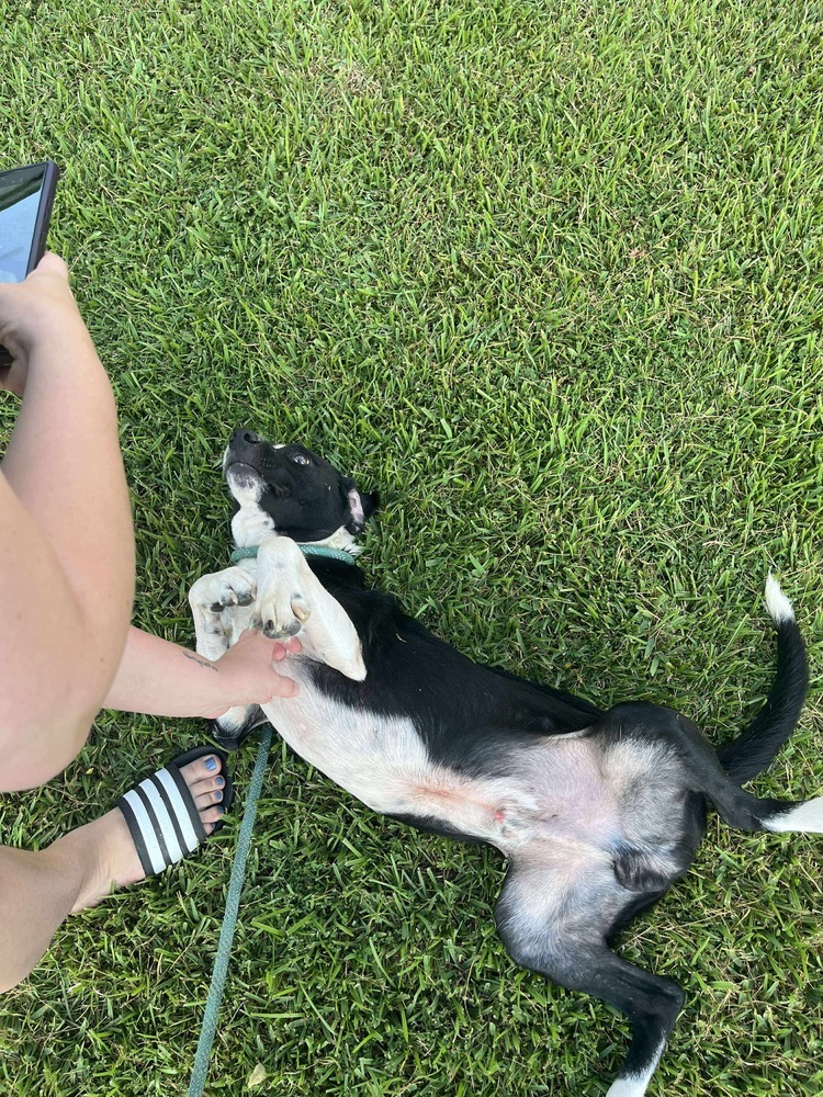 Amos - BAC-A-137705, an adoptable Australian Shepherd in Halifax, NS, B3J 3A5 | Photo Image 5