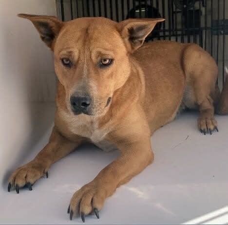 Tessie BAC A 137548, an adoptable Australian Cattle Dog / Blue Heeler in Halifax, NS, B3J 3A5 | Photo Image 1
