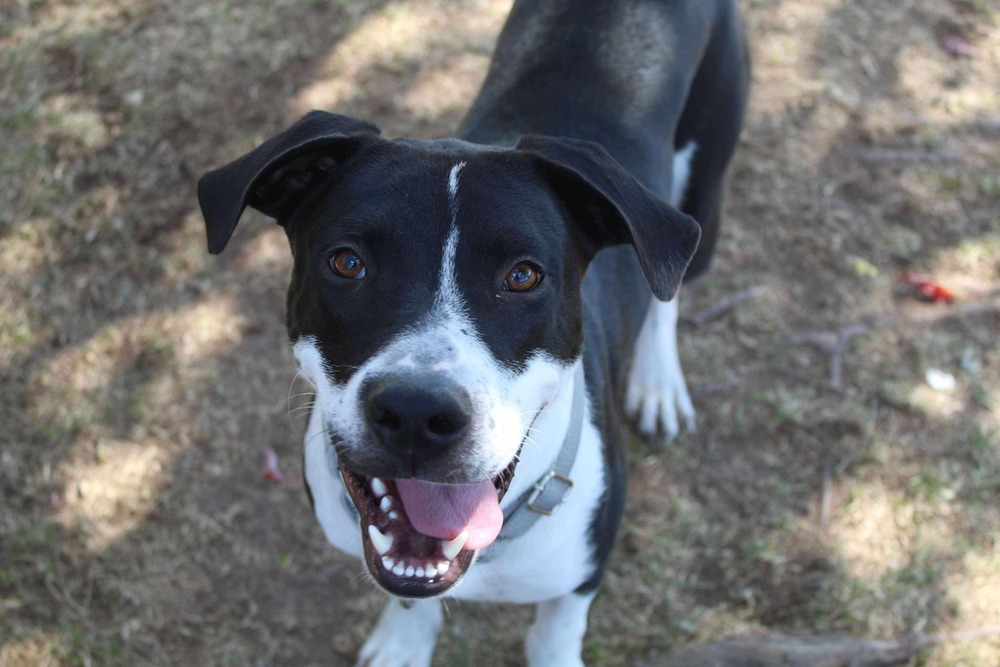 Brock BAC-A-138525, an adoptable Beagle, Mountain Cur in Halifax, NS, B3J 3A5 | Photo Image 1