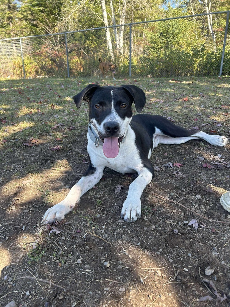 Brock #A138525, an adoptable Mountain Cur, Beagle in Halifax, NS, B3J 3A5 | Photo Image 2