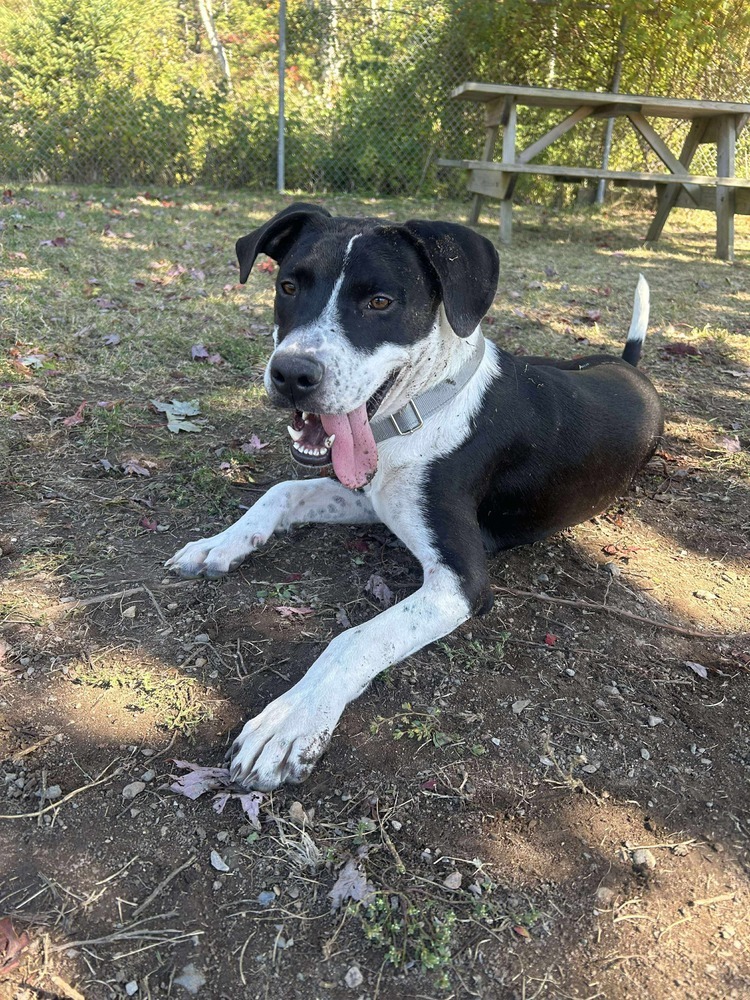 Brock #A138525, an adoptable Mountain Cur, Beagle in Halifax, NS, B3J 3A5 | Photo Image 3