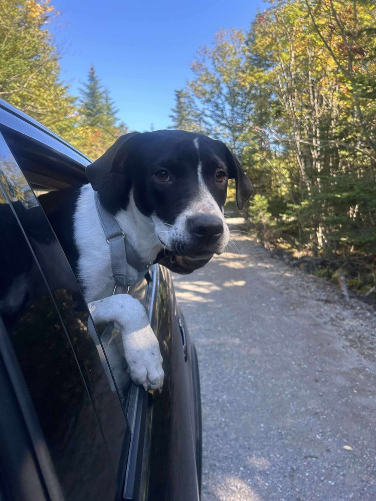Brock #A138525, an adoptable Mountain Cur, Beagle in Halifax, NS, B3J 3A5 | Photo Image 5