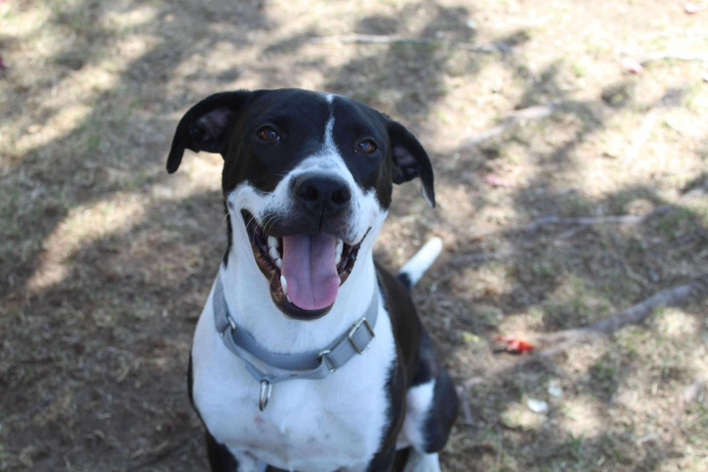 Brock #A138525, an adoptable Mountain Cur, Beagle in Halifax, NS, B3J 3A5 | Photo Image 6