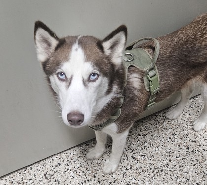 Tinkerbell, an adoptable Husky, Mixed Breed in Pendleton, OR, 97801 | Photo Image 1