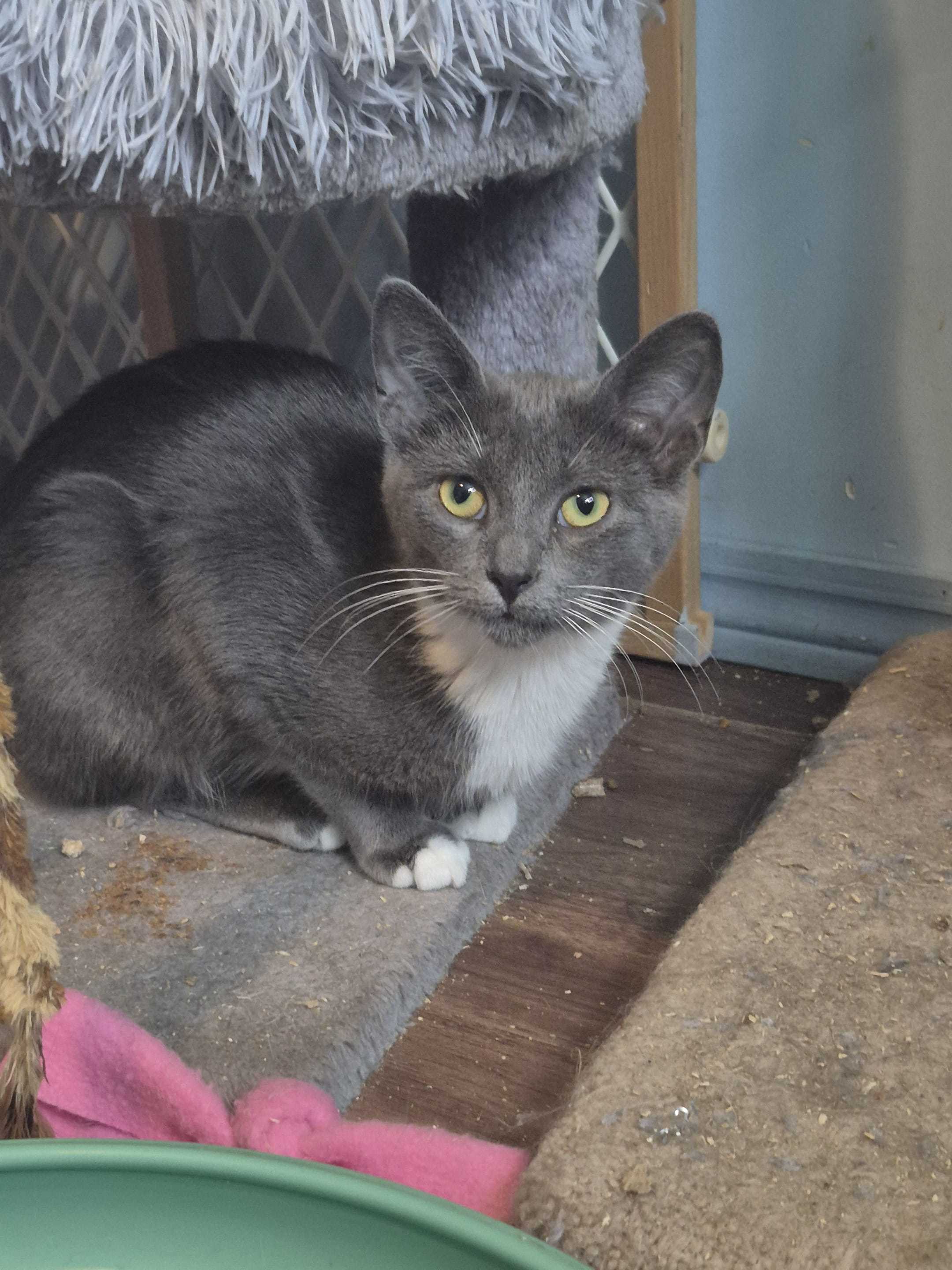 Ritz, an adoptable Domestic Short Hair in Steinbach, MB, R5G 2B2 | Photo Image 1