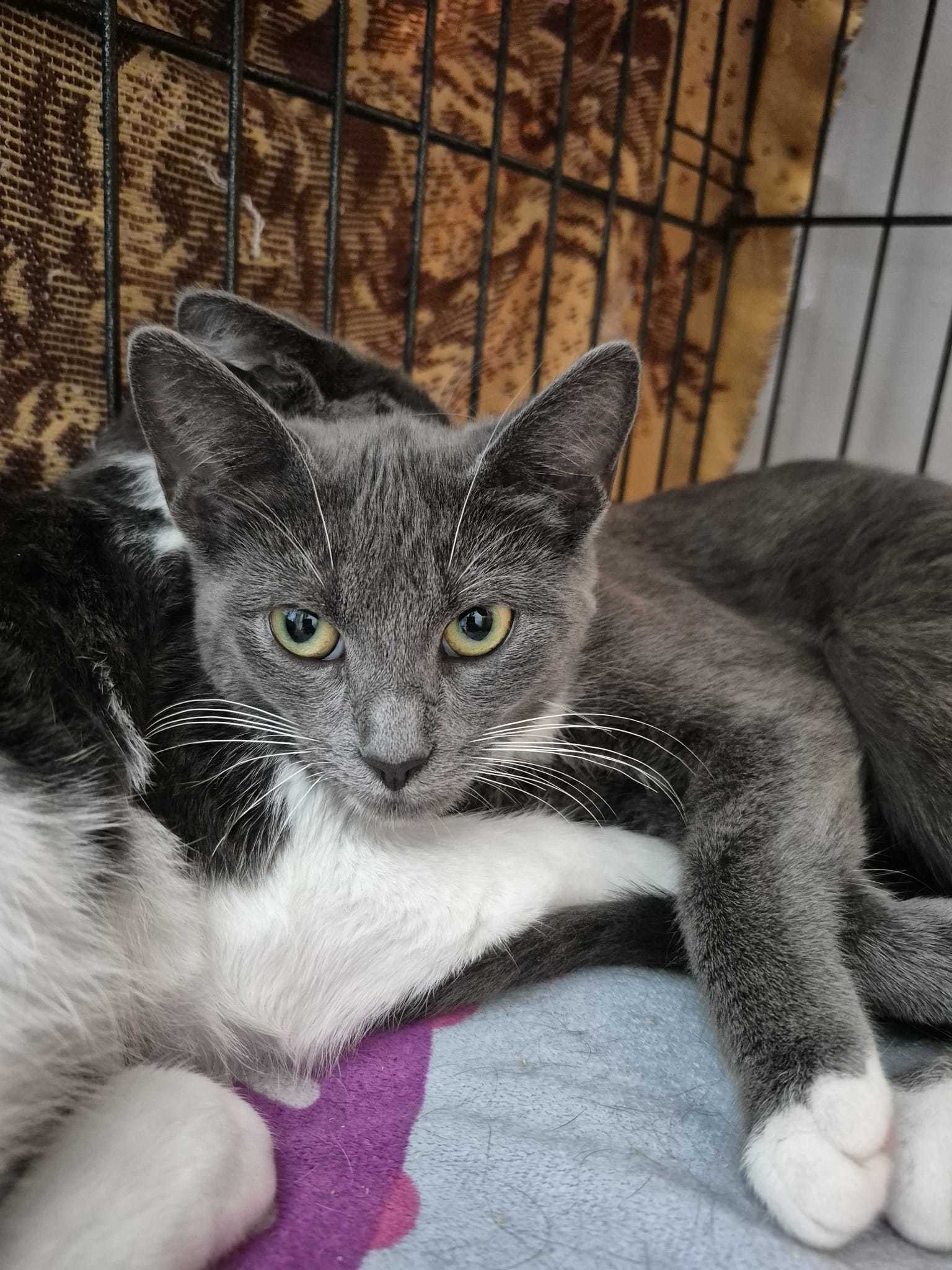 Ritz, an adoptable Domestic Short Hair in Steinbach, MB, R5G 2B2 | Photo Image 2