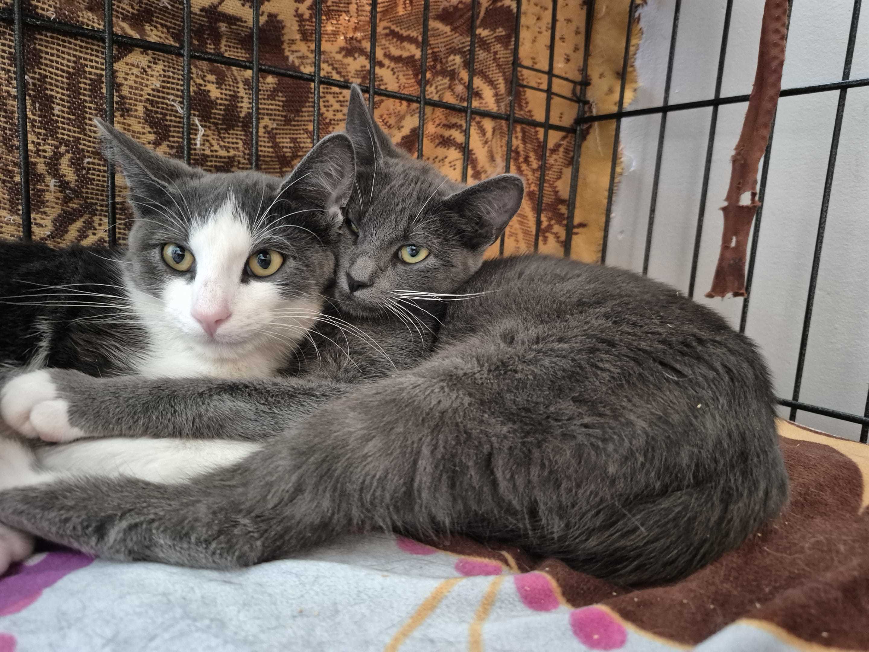 Ritz, an adoptable Domestic Short Hair in Steinbach, MB, R5G 2B2 | Photo Image 3