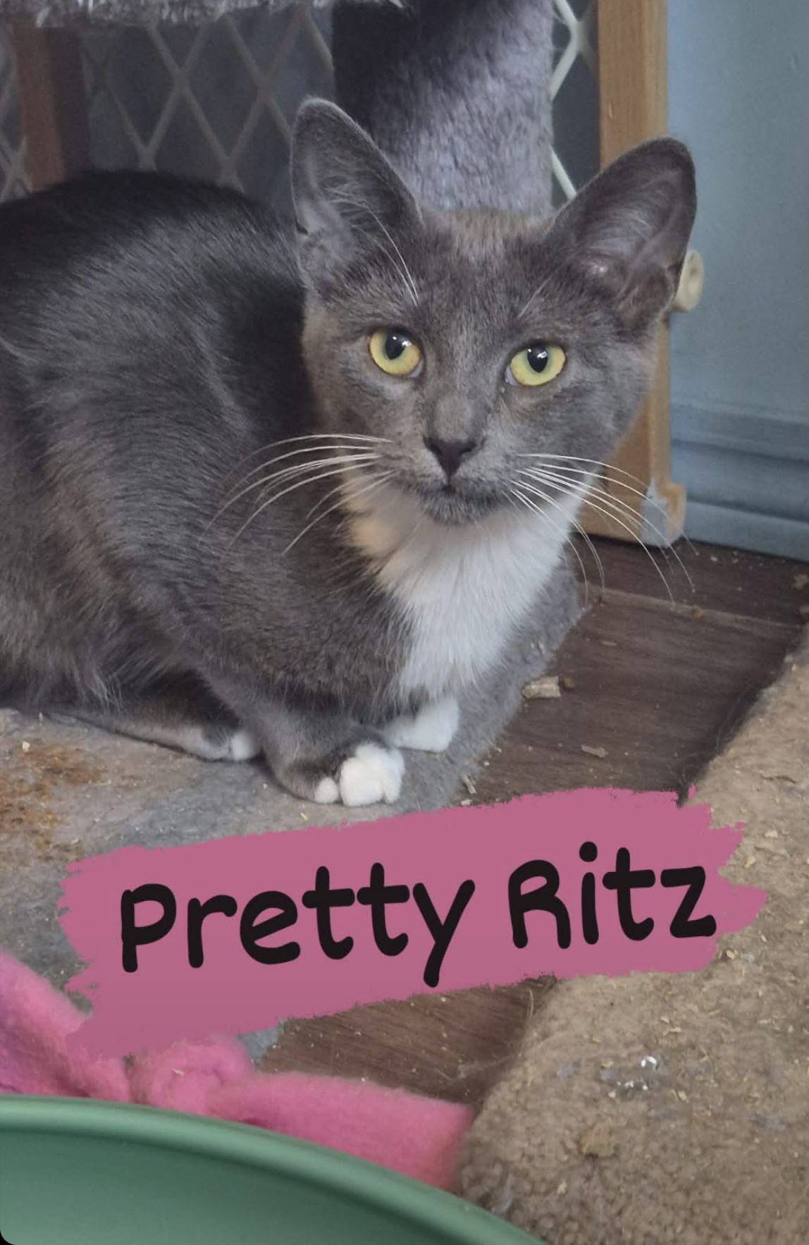 Ritz, an adoptable Domestic Short Hair in Steinbach, MB, R5G 2B2 | Photo Image 4