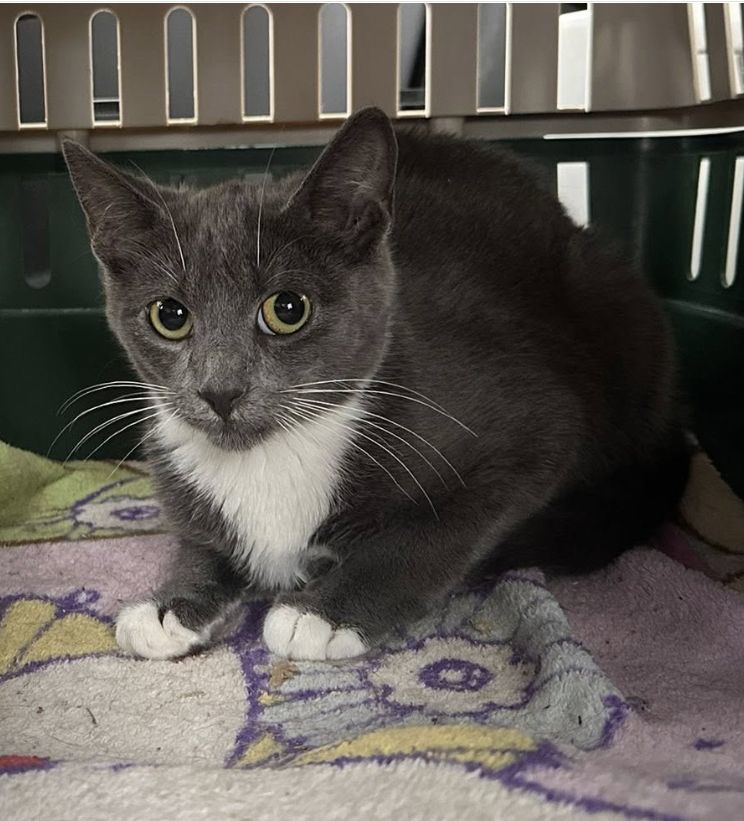 Ritz, an adoptable Domestic Short Hair in Steinbach, MB, R5G 2B2 | Photo Image 5