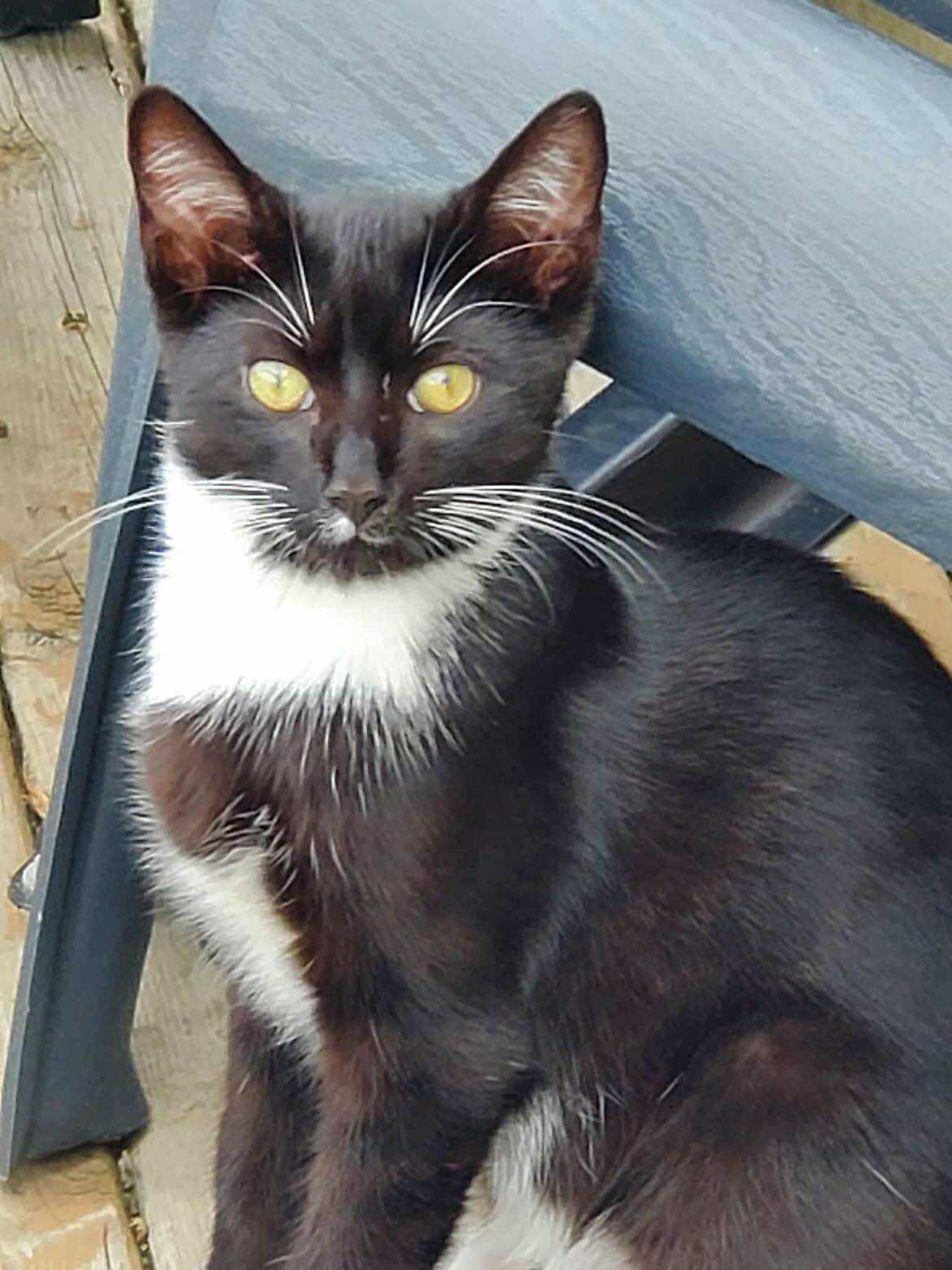 Chip, an adoptable Domestic Short Hair in Steinbach, MB, R5G 2B2 | Photo Image 1