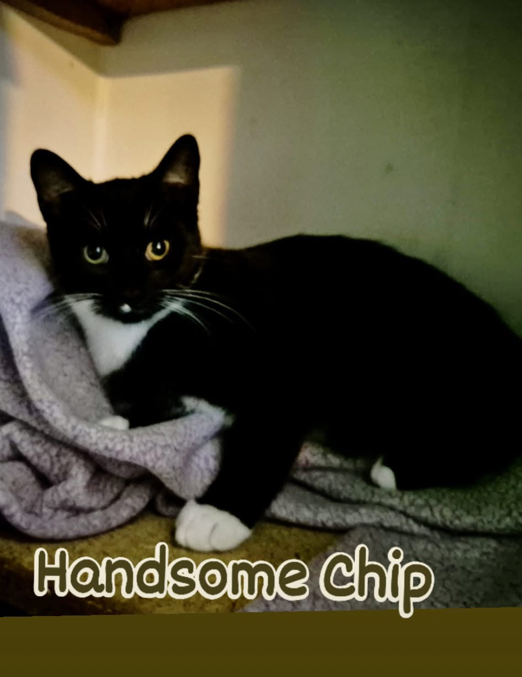 Chip, an adoptable Domestic Short Hair in Steinbach, MB, R5G 2B2 | Photo Image 2