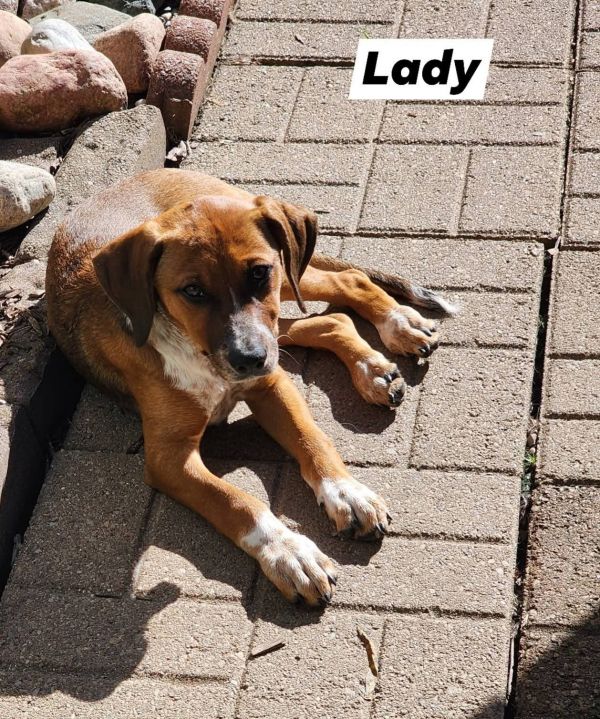 Lady