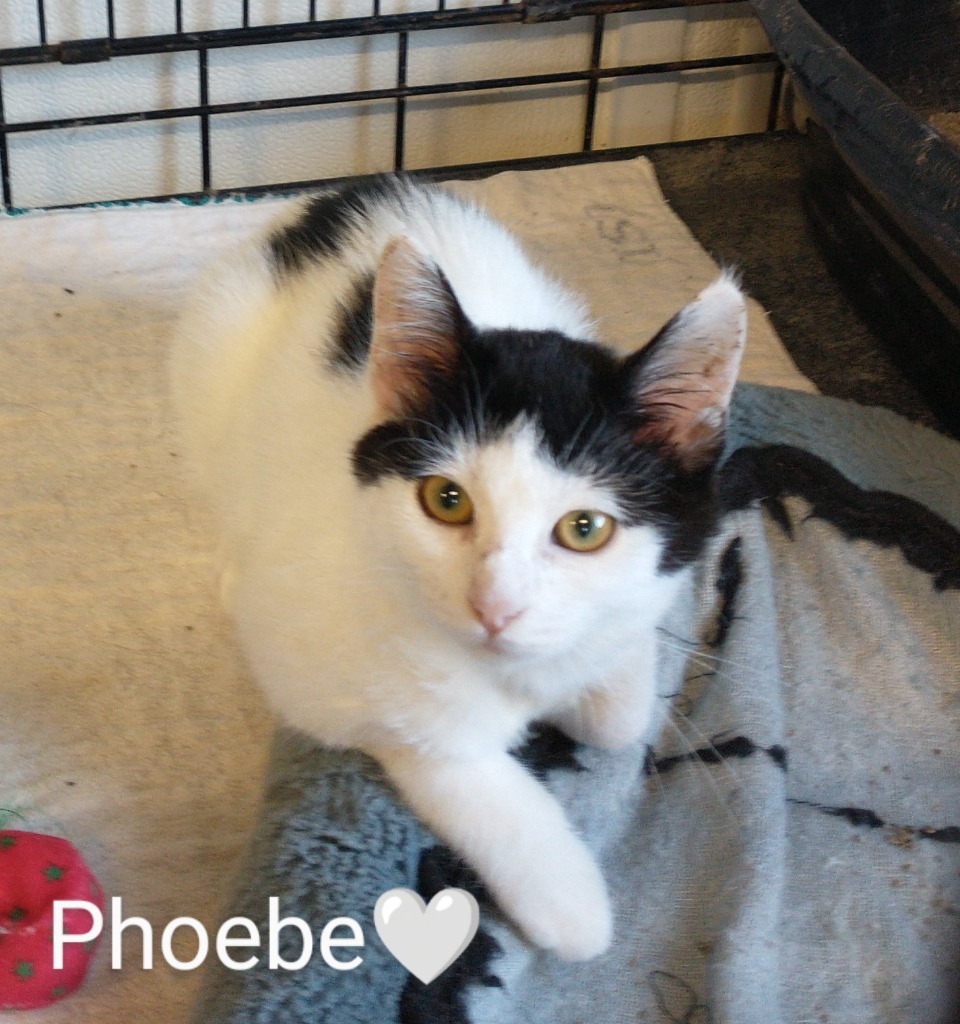 Phoebe