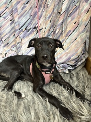 Hazel, an adoptable Schipperke, Mixed Breed in Gainesville, FL, 32609 | Photo Image 1