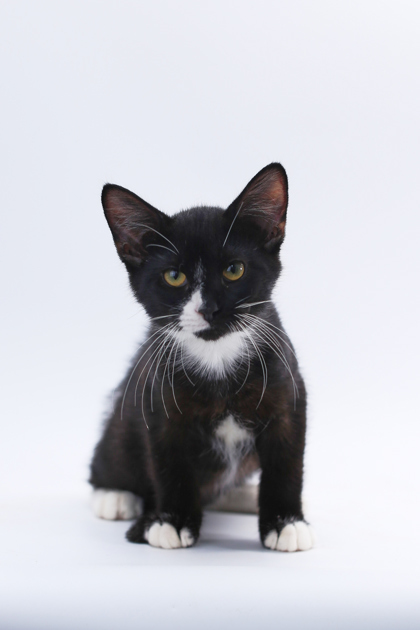 Onyx