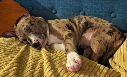 Willow