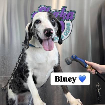 Bluey