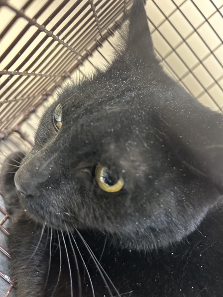 Crysta, an adoptable Domestic Short Hair in Spokane Valley, WA, 99212 | Photo Image 1