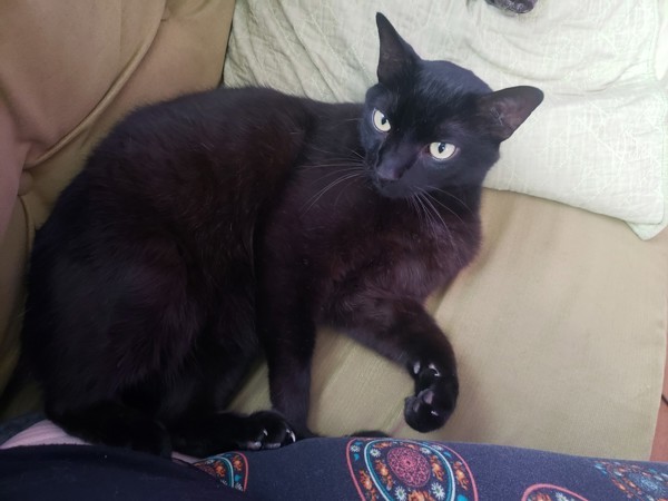 The P-Town Panther