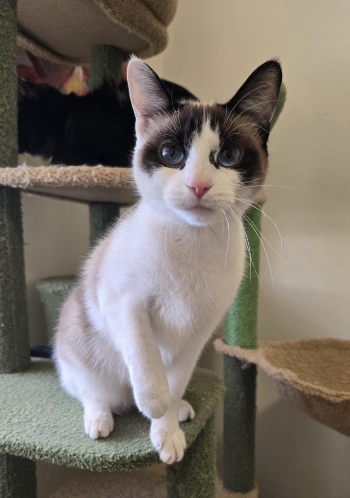 Novo, an adoptable Snowshoe in Ogden, UT, 84409 | Photo Image 1