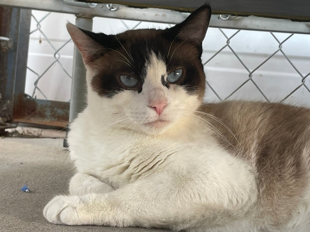 Novo, an adoptable Snowshoe in Ogden, UT, 84409 | Photo Image 2