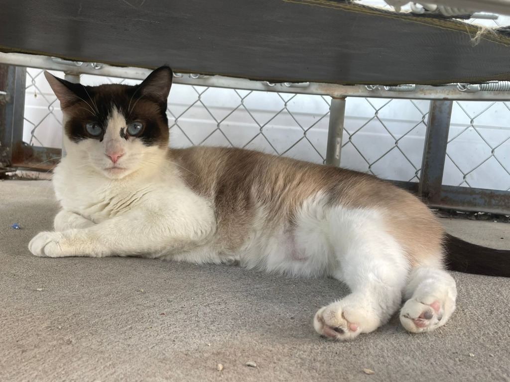 Novo, an adoptable Snowshoe in Ogden, UT, 84409 | Photo Image 3