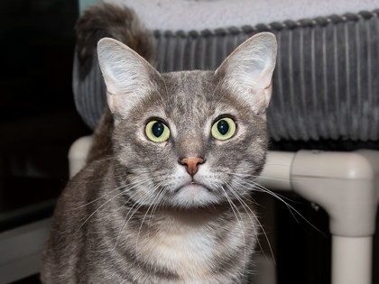 Lizzie, an adoptable Domestic Short Hair in Longmont, CO, 80501 | Photo Image 1