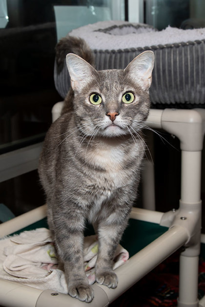 Lizzie, an adoptable Domestic Short Hair in Longmont, CO, 80501 | Photo Image 2