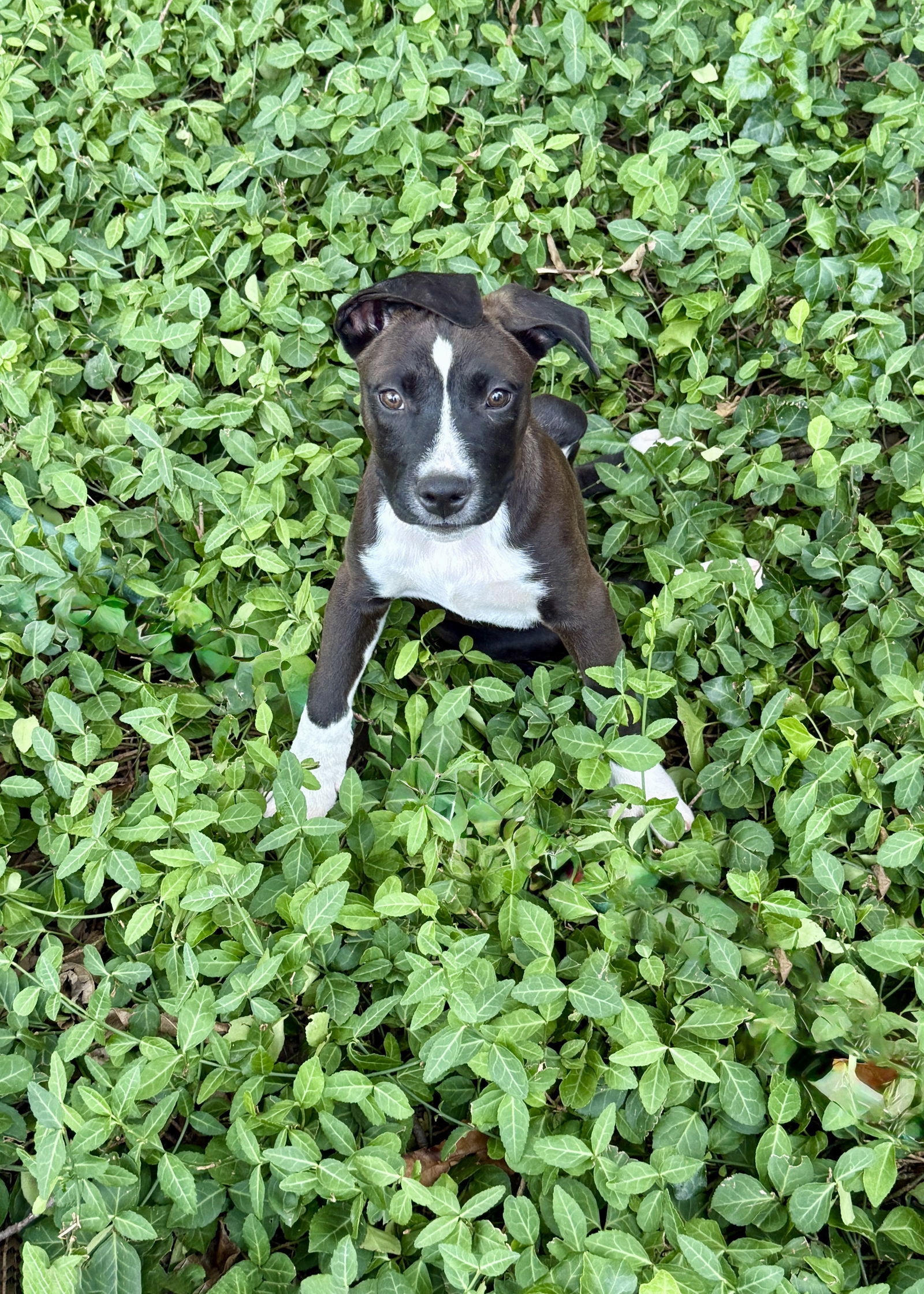Oreo