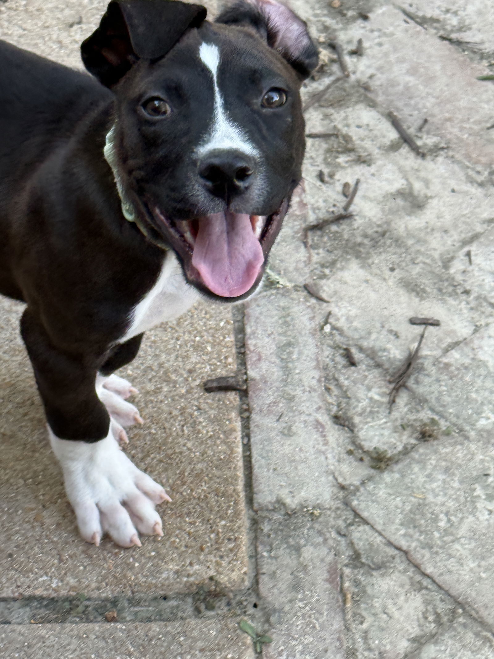 Oreo