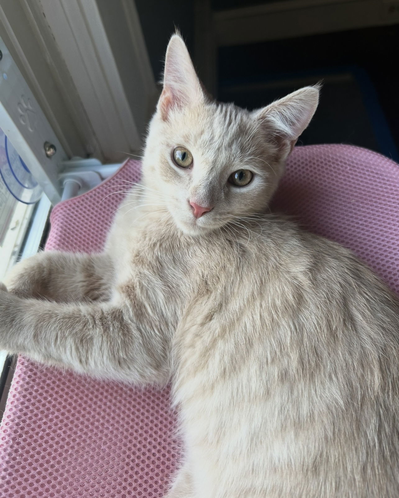 Apollo