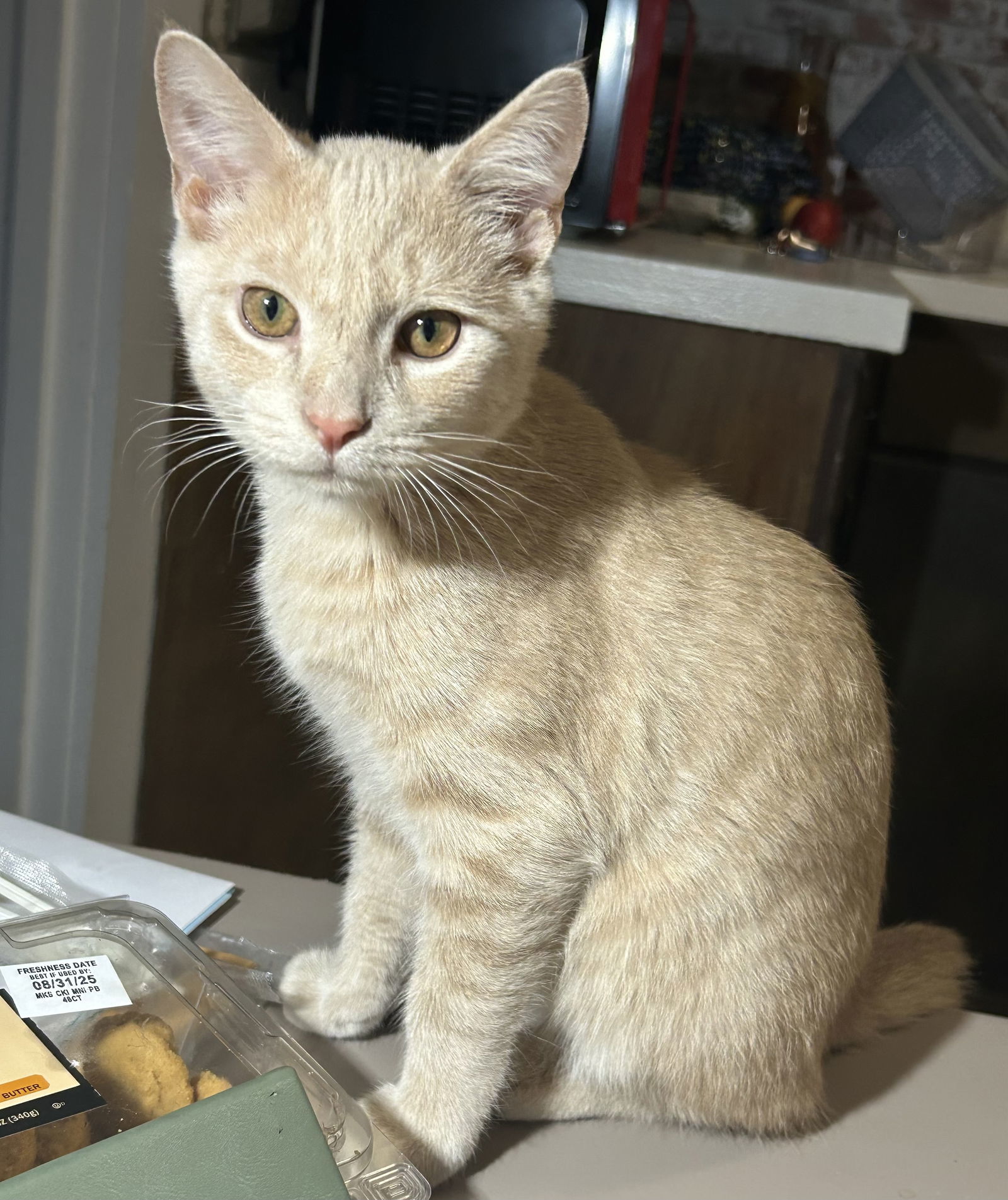 Apollo