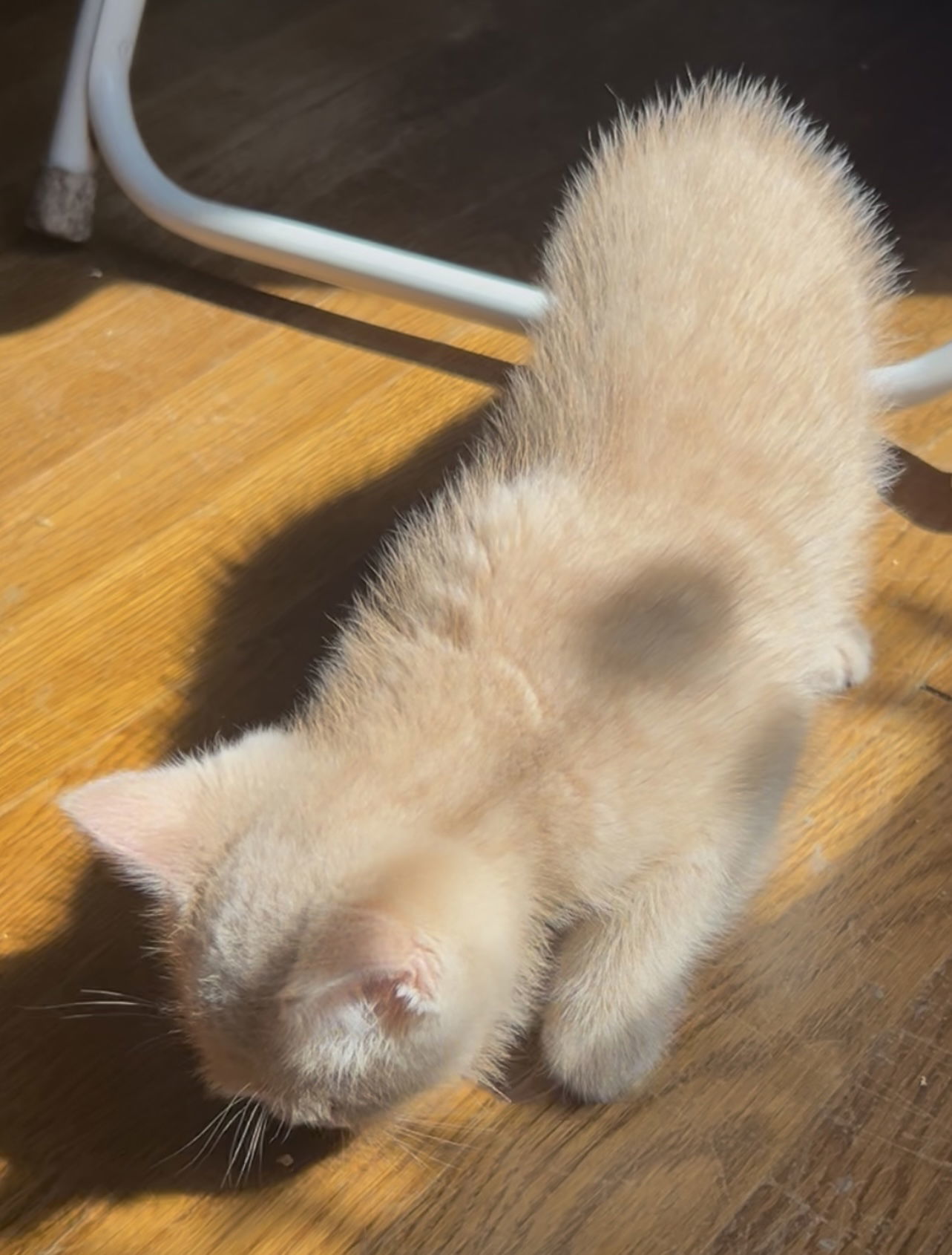 Apollo